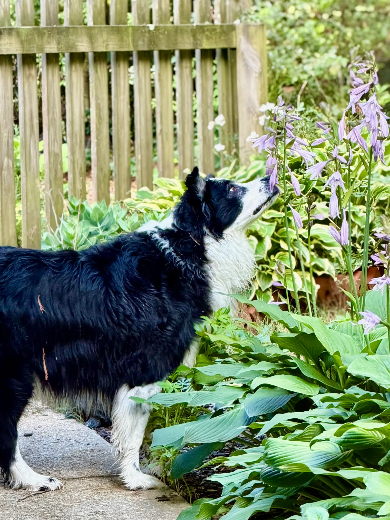 Competitive dog sports training at Georgia Doggy Dojo 5